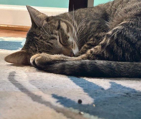 Enlarge Evelyn25, a Adoptable mixed breed in Youngsville, NC image 3/4