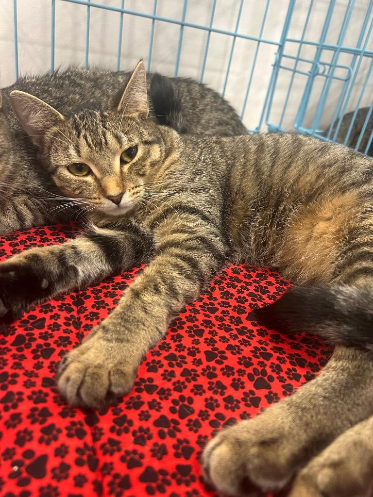 Evelyn25, Adoptable, Young Female Domestic Short Hair.