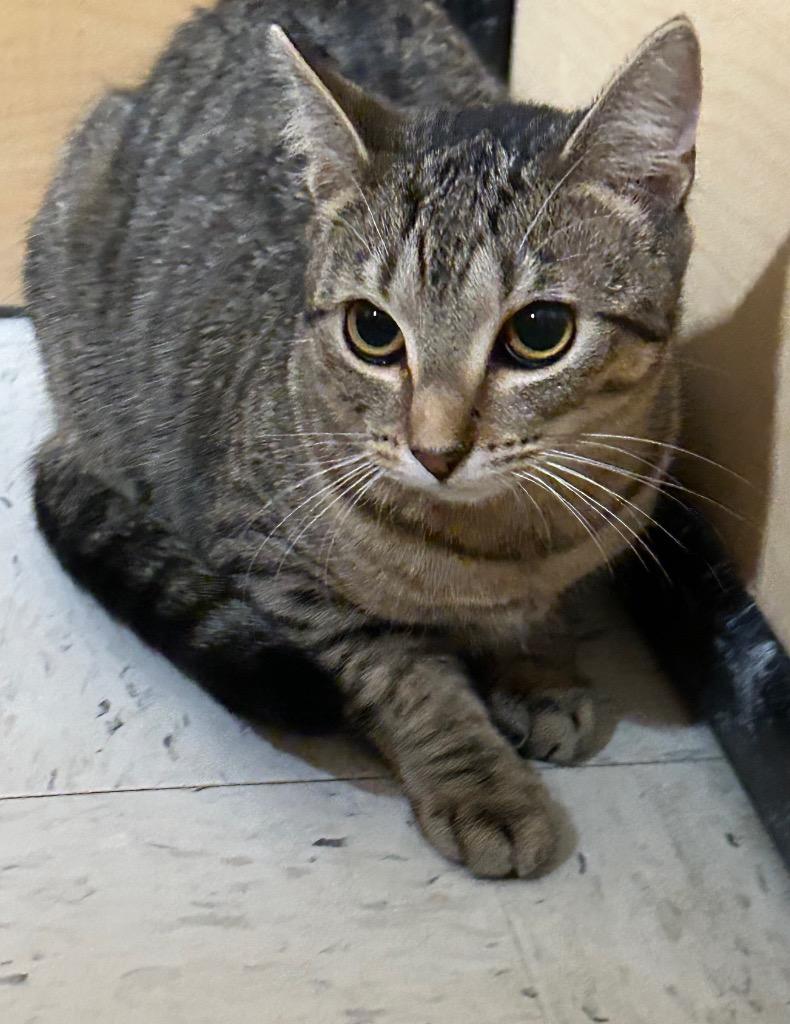 Enlarge Evelyn25, a Adoptable mixed breed in Youngsville, NC image 2/2