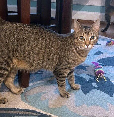 Enlarge Evelyn25, a Adoptable mixed breed in Youngsville, NC image 4/4