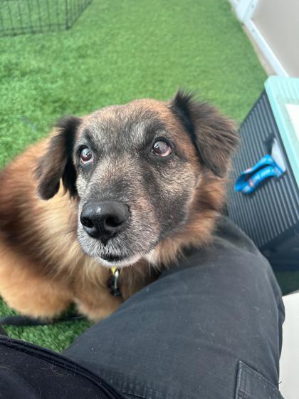 Enlarge S/C Nala, a Adoptable mixed breed in North Miami Beach, FL image 1/3