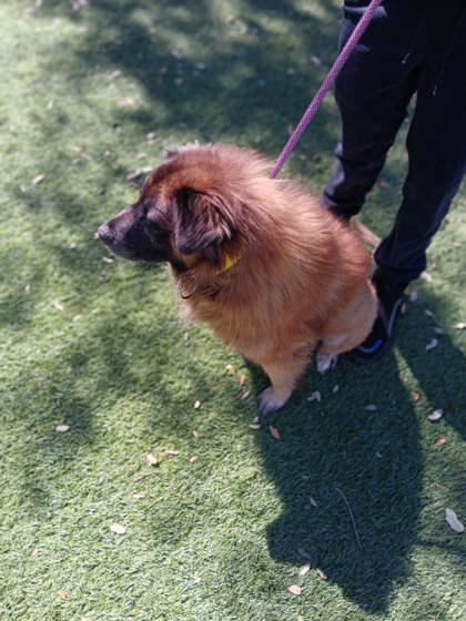 Enlarge S/C Nala, a Adoptable mixed breed in North Miami Beach, FL image 1/2