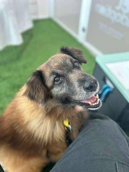 Enlarge S/C Nala, a Adoptable mixed breed in North Miami Beach, FL image 2/3