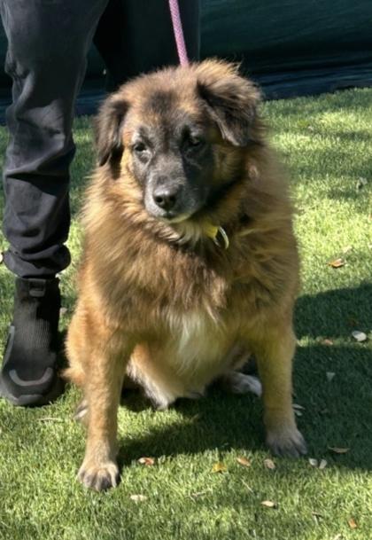 Enlarge S/C Nala, a Adoptable mixed breed in North Miami Beach, FL image 2/2