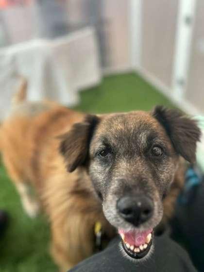 Enlarge S/C Nala, a Adoptable mixed breed in North Miami Beach, FL image 3/3