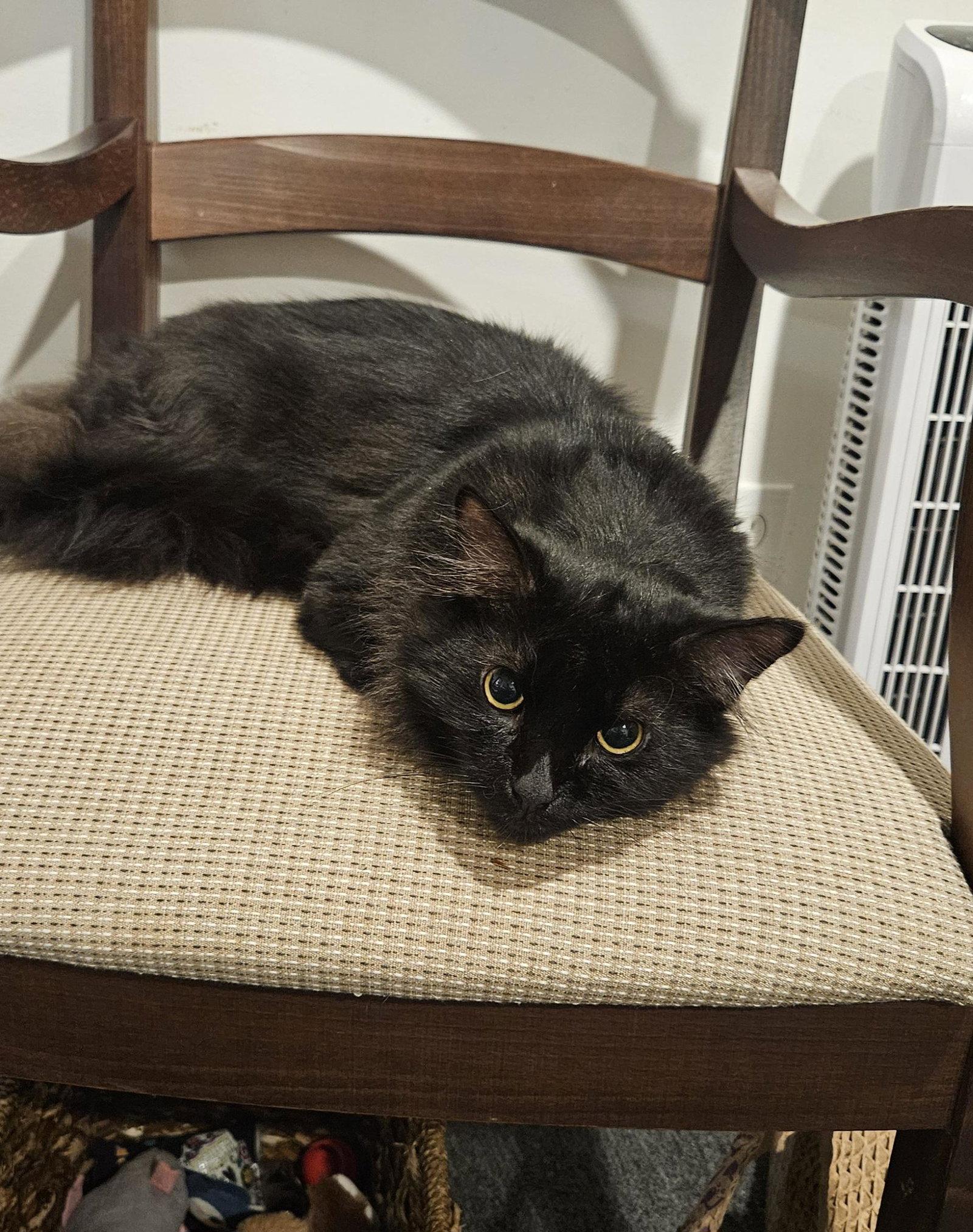 Storm, a Adoptable Domestic Medium Hair in Blairsville, GA image 2/2