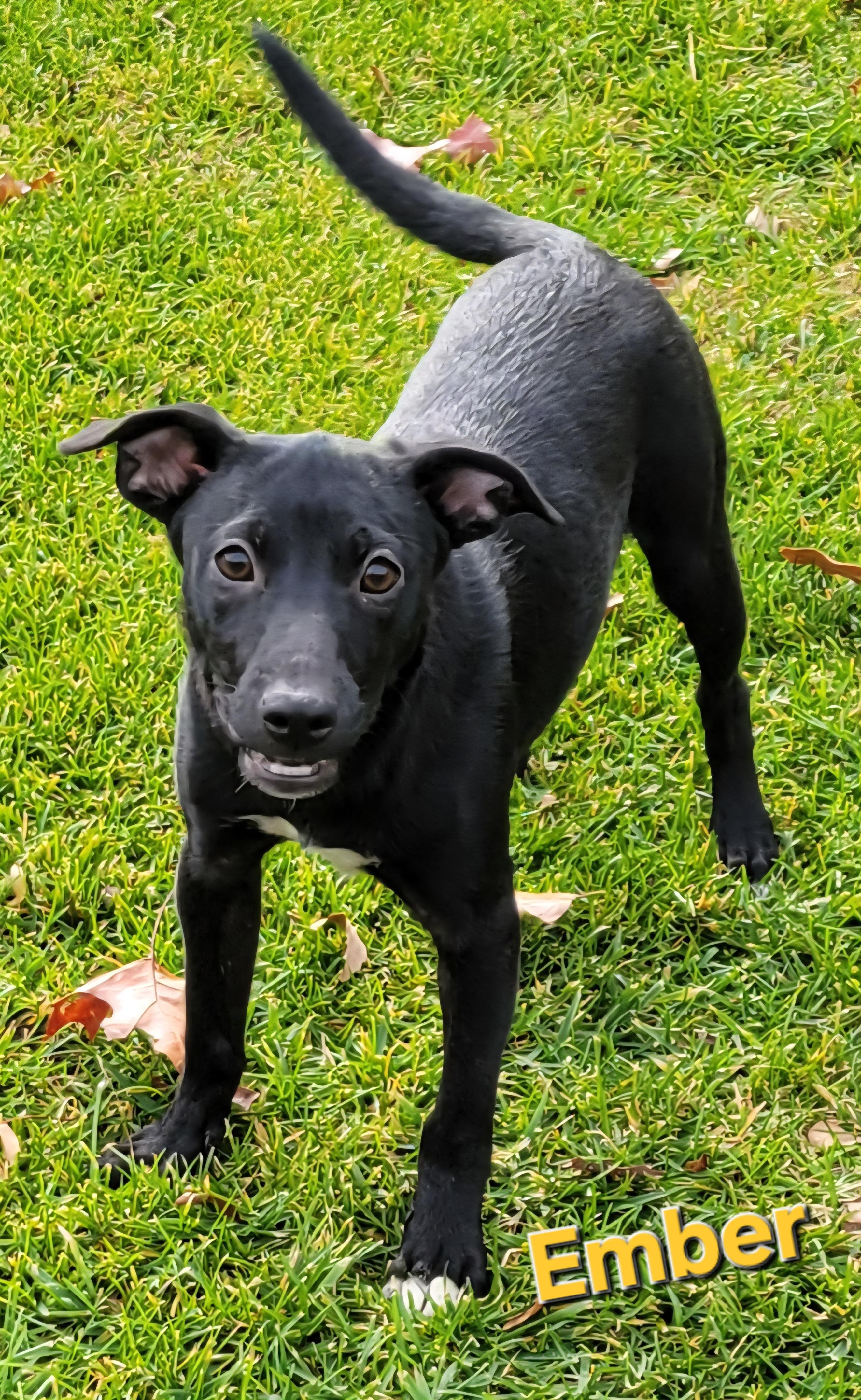 Ember, a Adoptable mixed breed in Elwood, NJ image 5/6