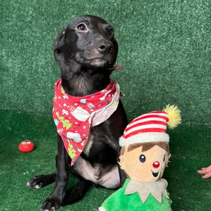 Ember, a Adoptable mixed breed in Elwood, NJ image 6/6