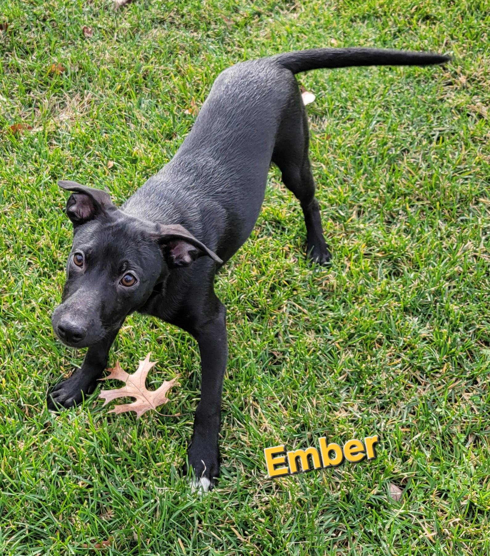 Ember, a Adoptable mixed breed in Elwood, NJ image 2/6