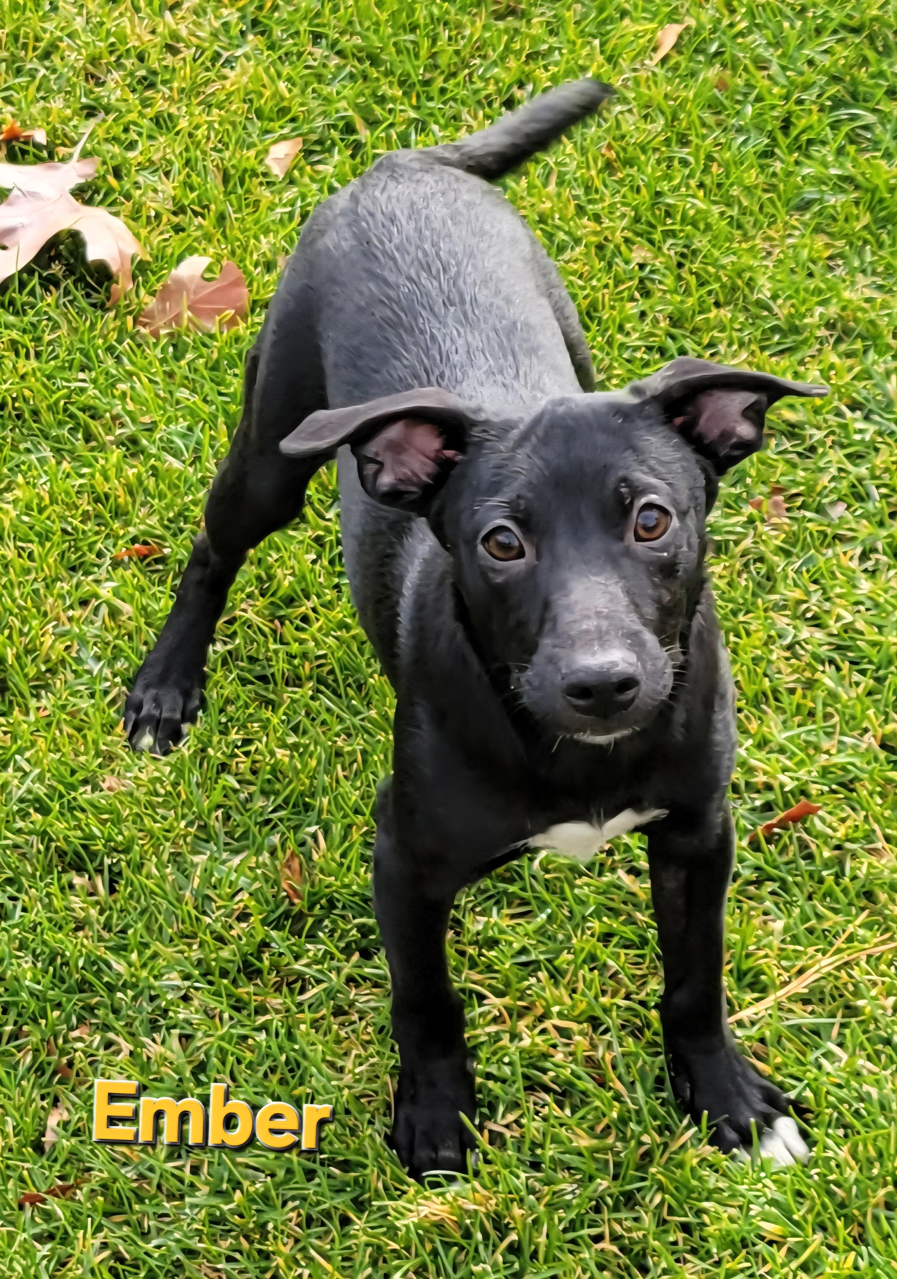 Ember, Adoptable, Puppy Male Rat Terrier & Whippet.