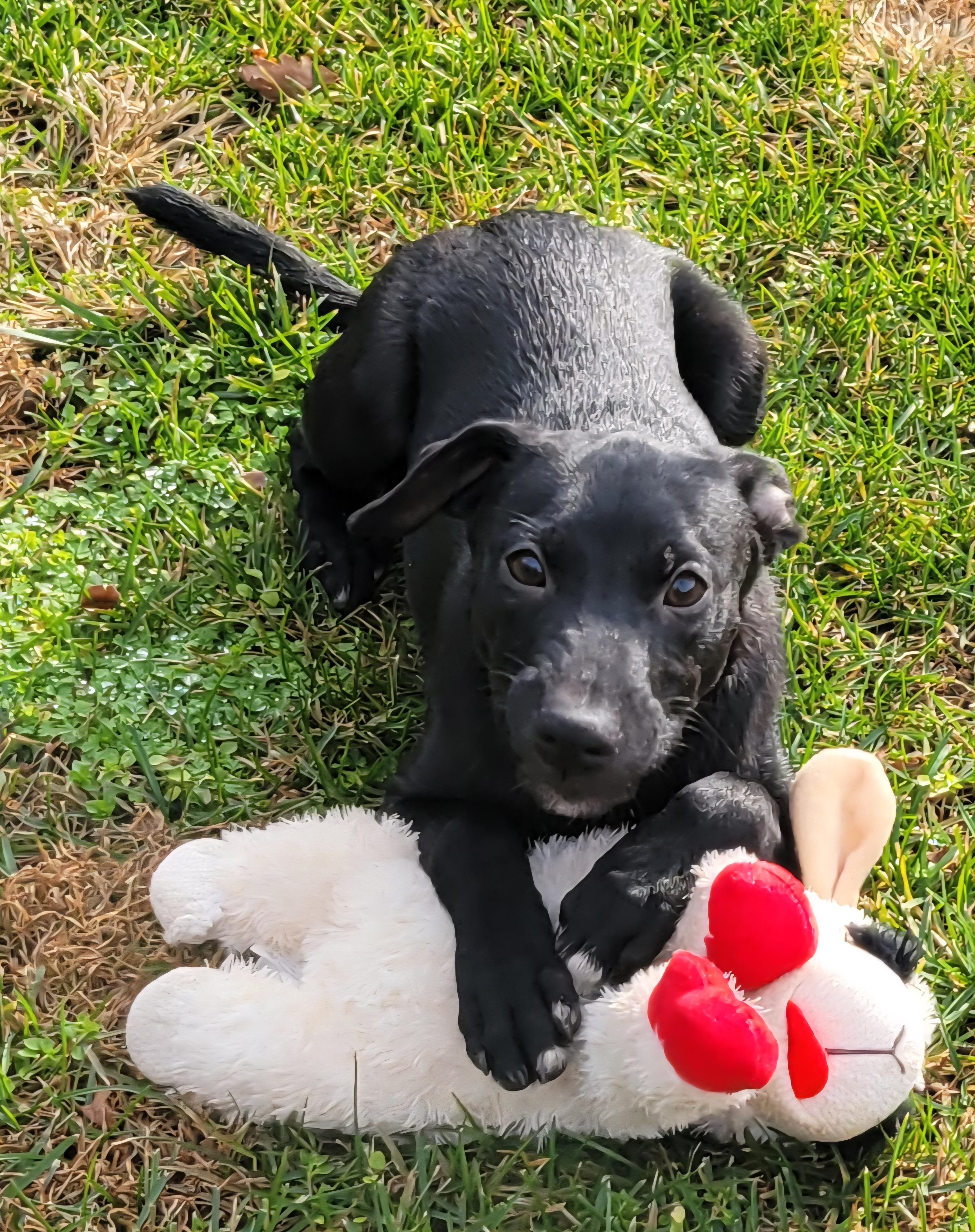 Ember, a Adoptable mixed breed in Elwood, NJ image 3/6