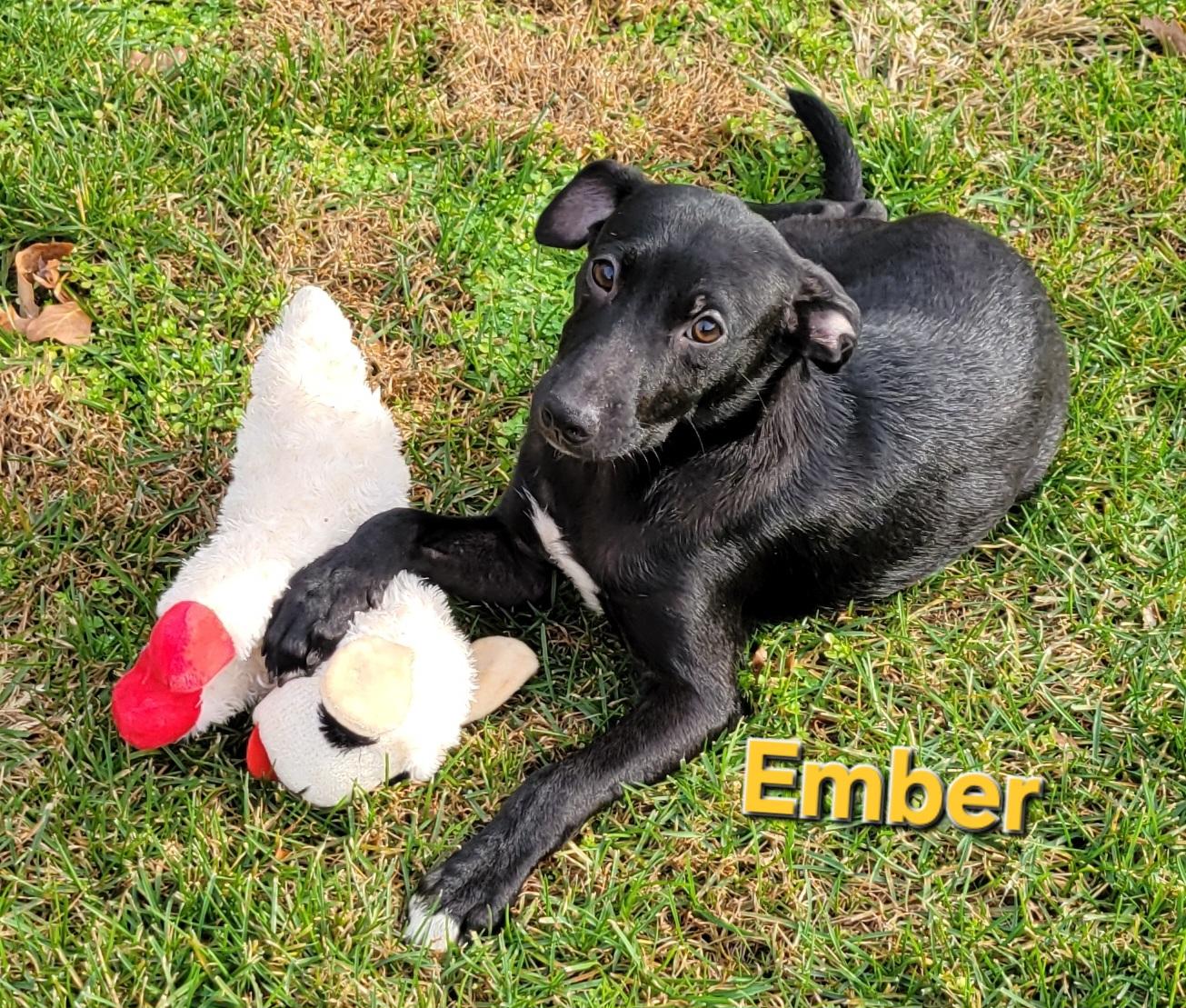 Ember, a Adoptable mixed breed in Elwood, NJ image 4/6
