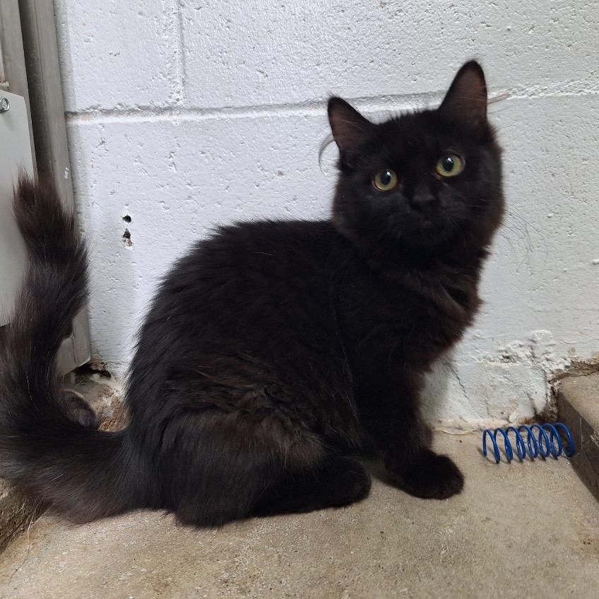 Liesl, Adoptable, Kitten Female Domestic Long Hair.