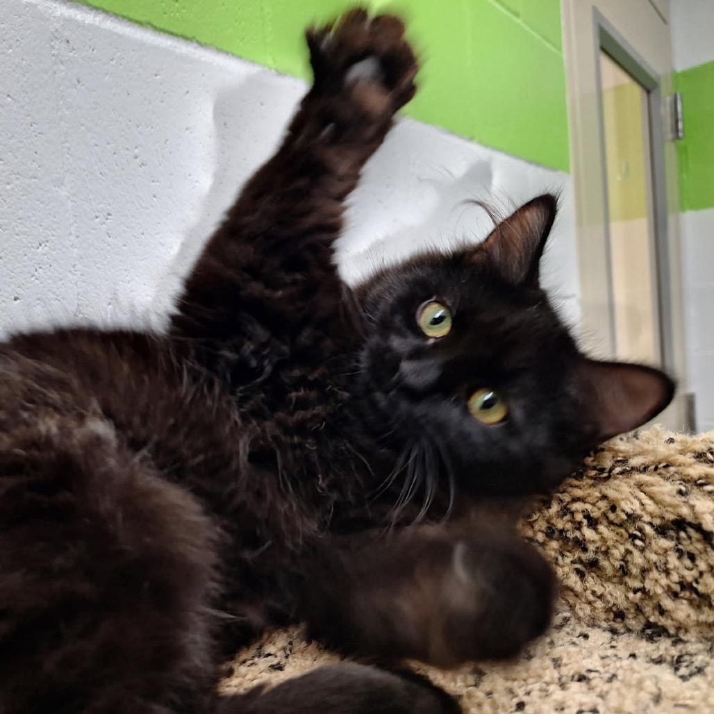 Liesl, a Adoptable Domestic Long Hair in Oak Hill, WV image 2/6