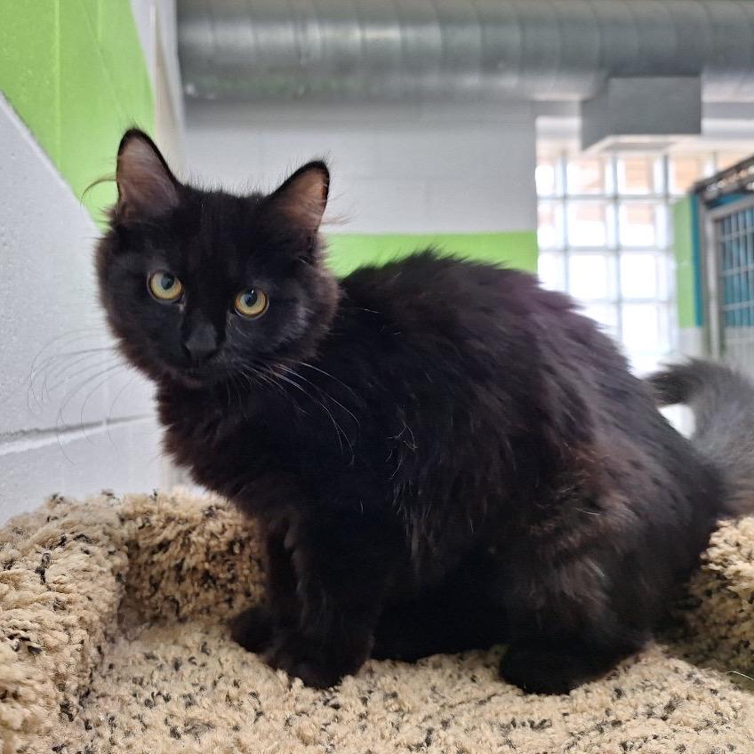 Liesl, a Adoptable Domestic Long Hair in Oak Hill, WV image 3/6