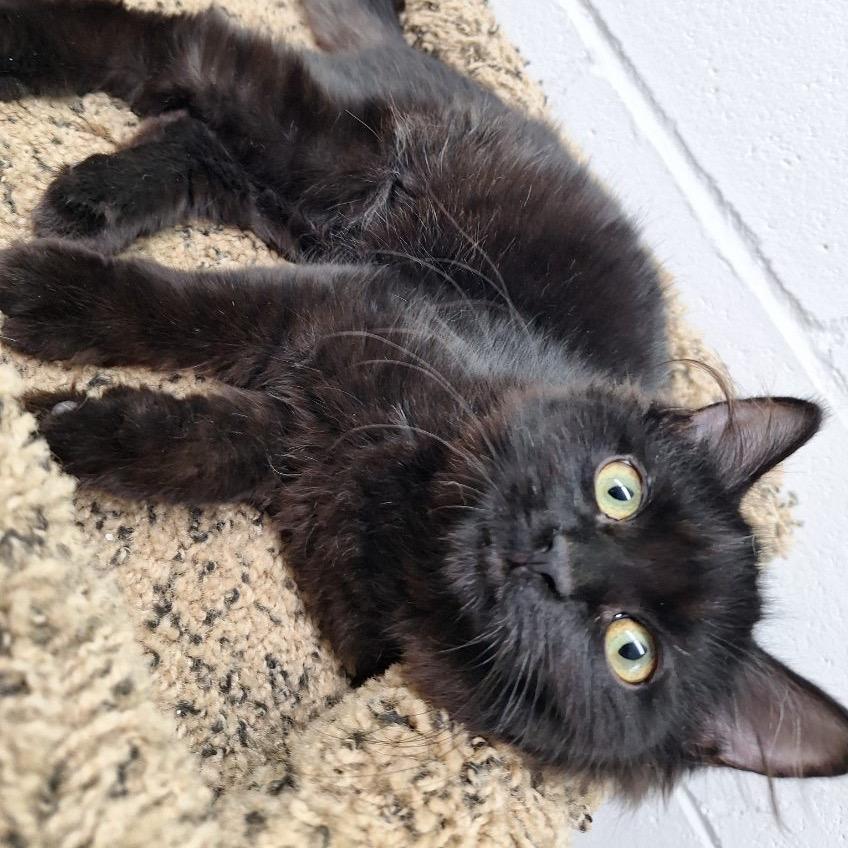 Liesl, a Adoptable Domestic Long Hair in Oak Hill, WV image 4/6