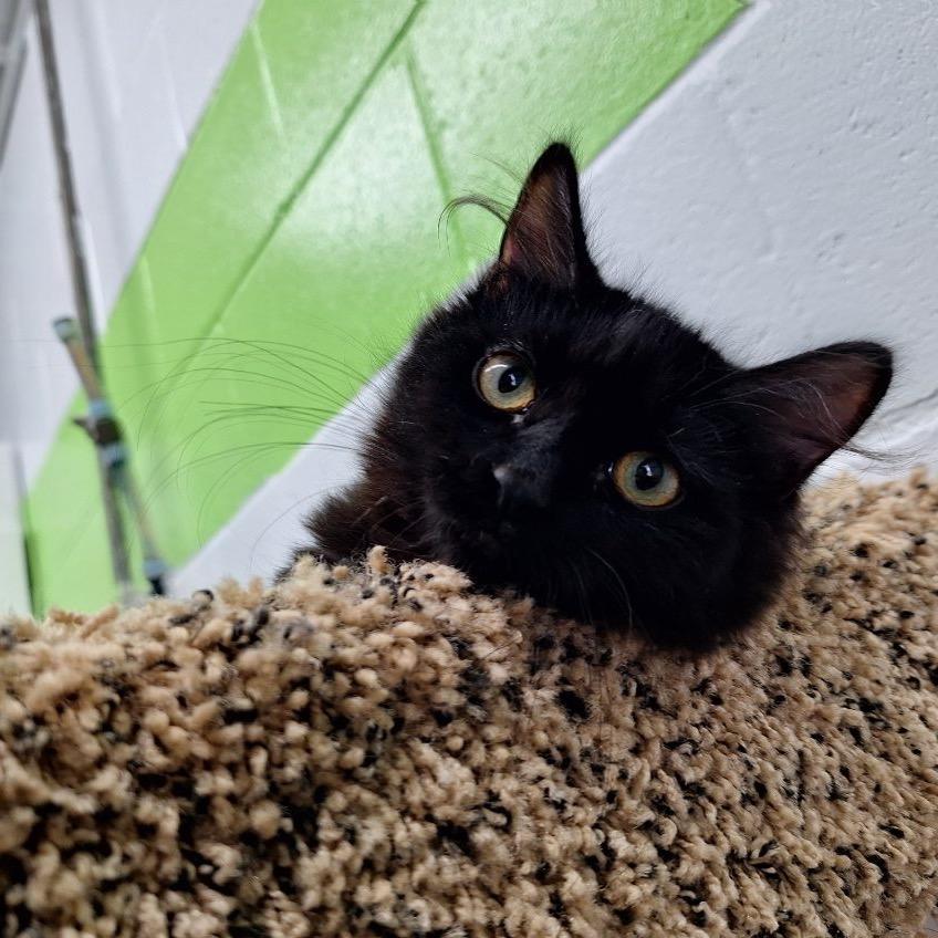 Liesl, a Adoptable Domestic Long Hair in Oak Hill, WV image 5/6