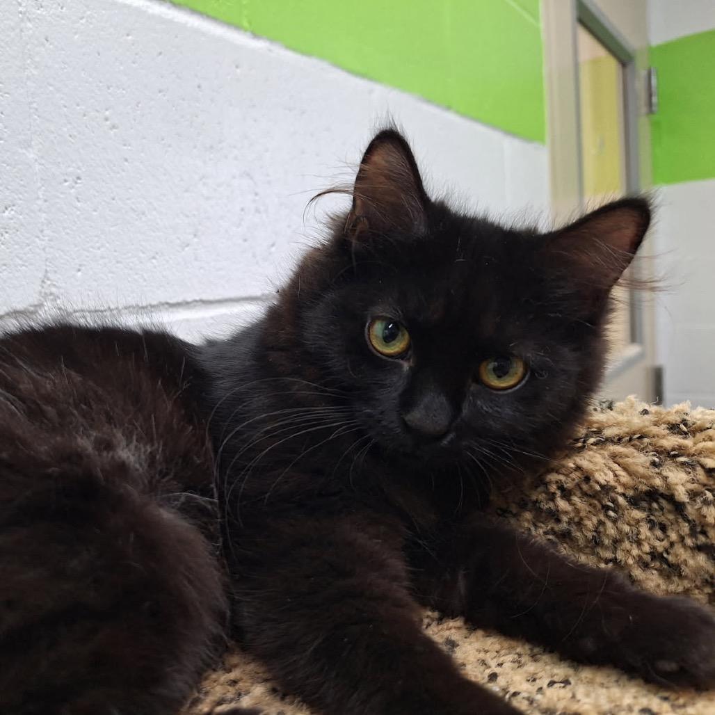 Liesl, a Adoptable Domestic Long Hair in Oak Hill, WV image 6/6