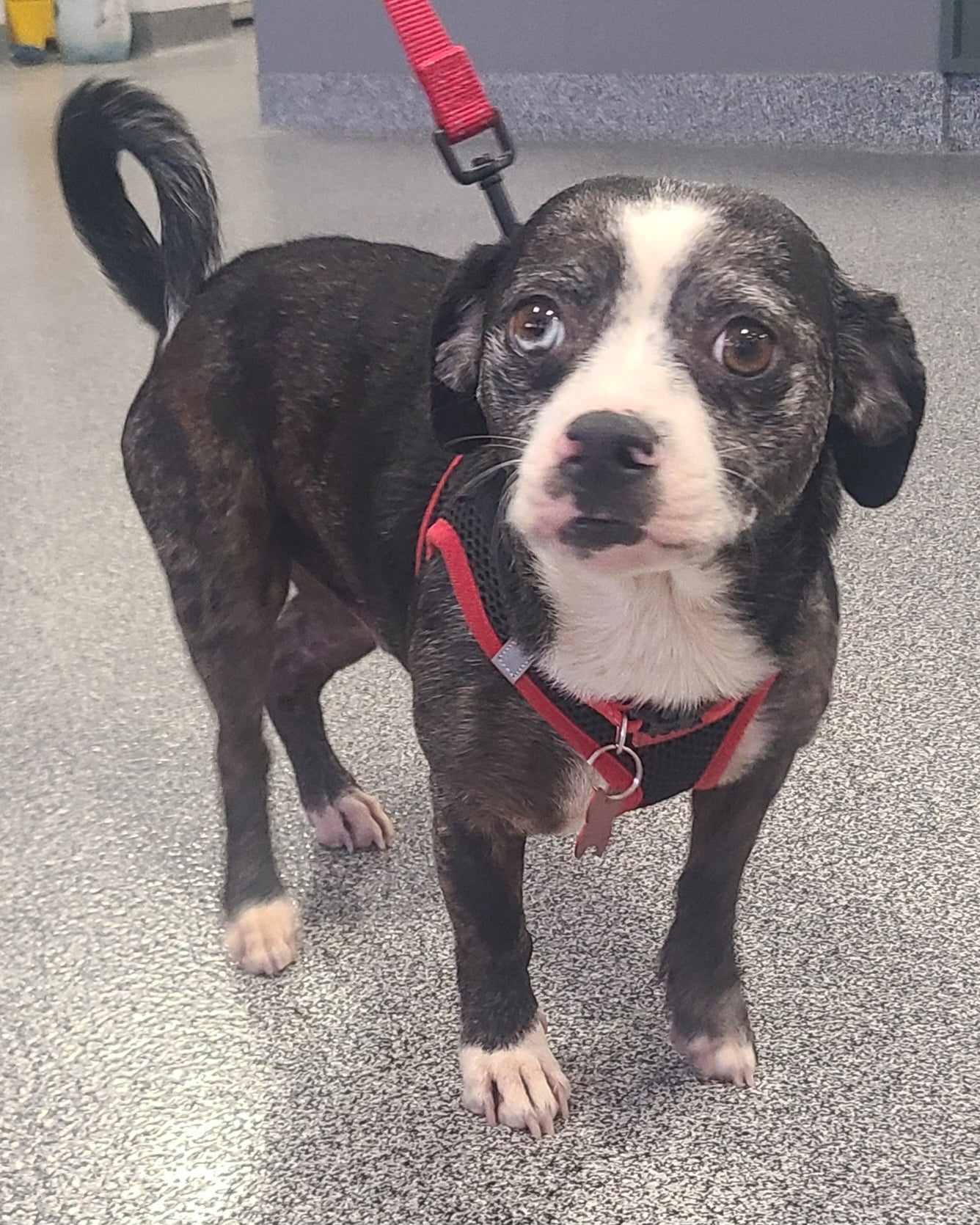 Dog for adoption BANDIT, a Boston Terrier & Chihuahua Mix in Grand