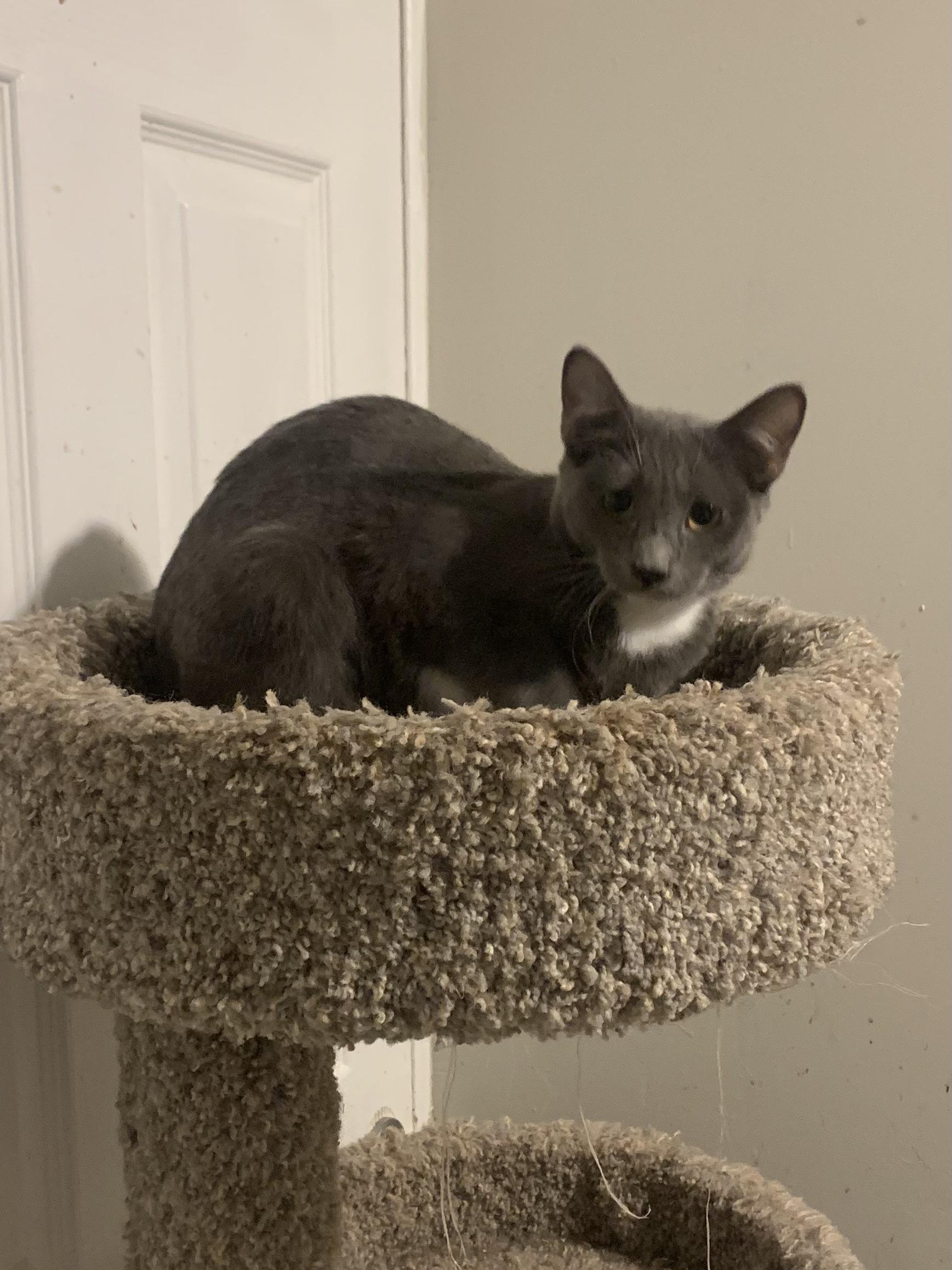 Skylar, Adoptable, Kitten Female Domestic Short Hair.