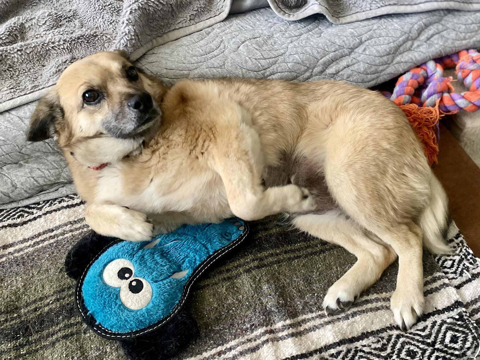 Enlarge Maya, a Adopted mixed breed in Glendale, AZ image 1/3