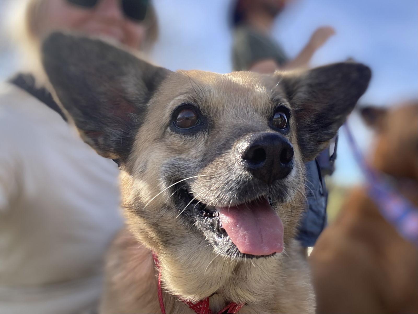 Enlarge Maya, a Adopted mixed breed in Glendale, AZ image 2/3