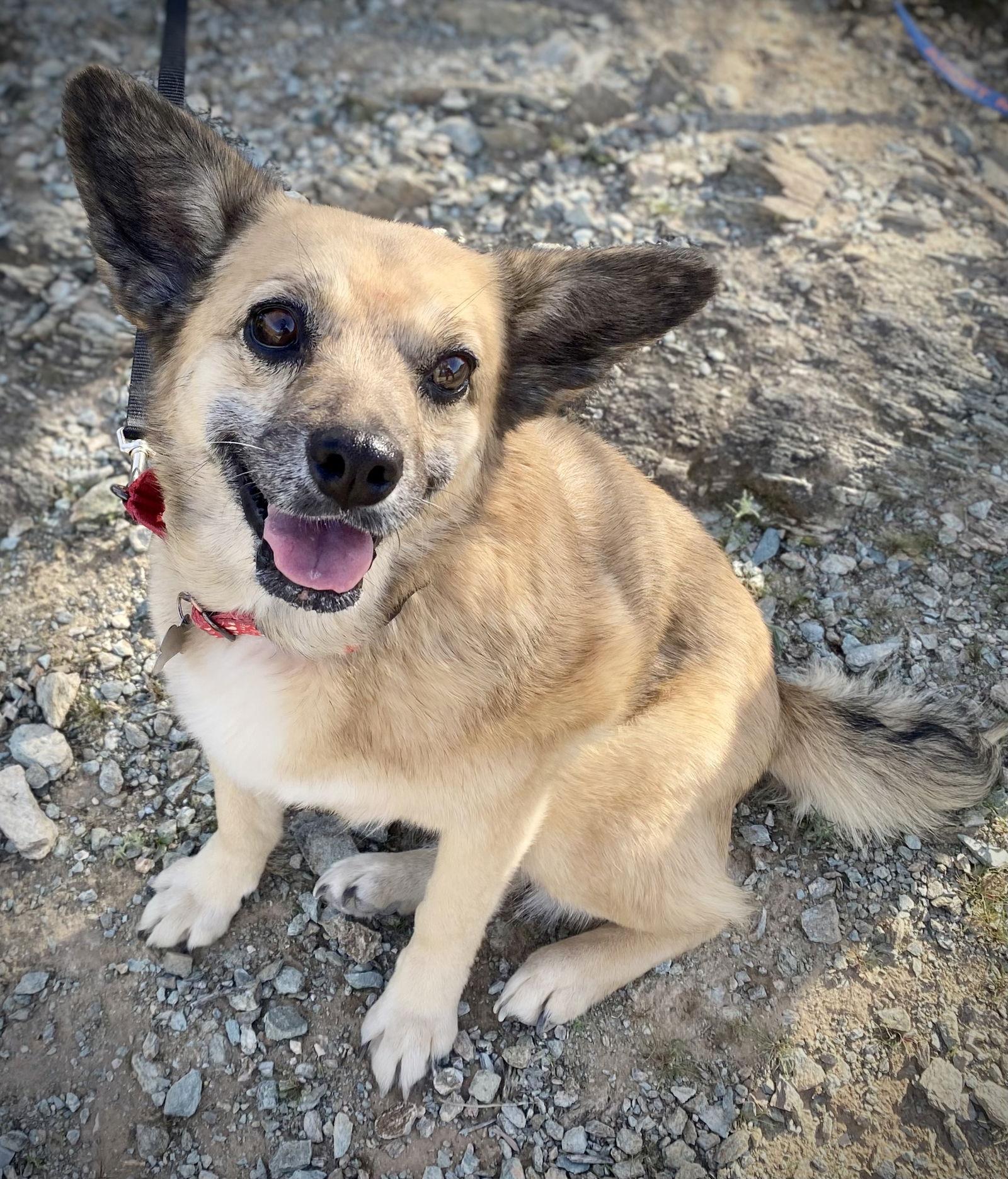 Enlarge Maya, a Adopted mixed breed in Glendale, AZ image 3/3