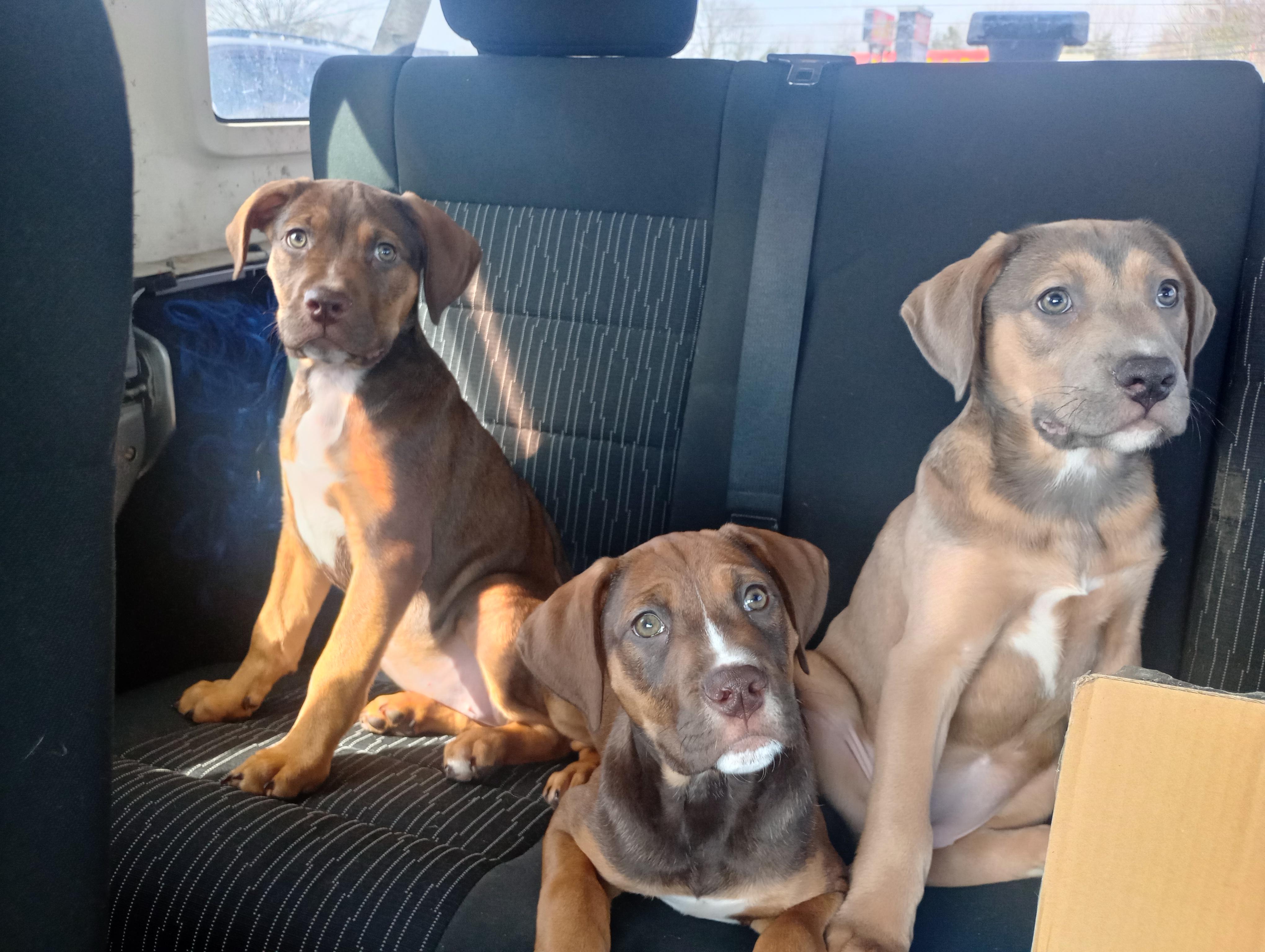 Enlarge Ruby, a ADOPTABLE mixed breed in Huntington, WV image 3/6