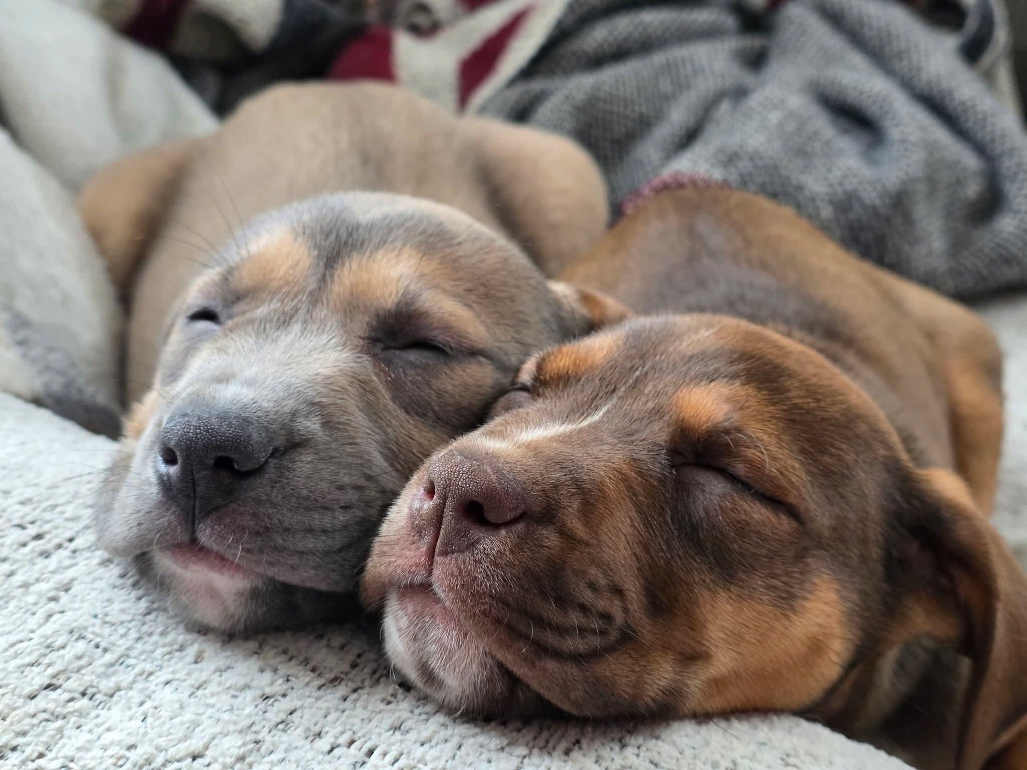 Enlarge Ruby, a ADOPTABLE mixed breed in Huntington, WV image 2/6