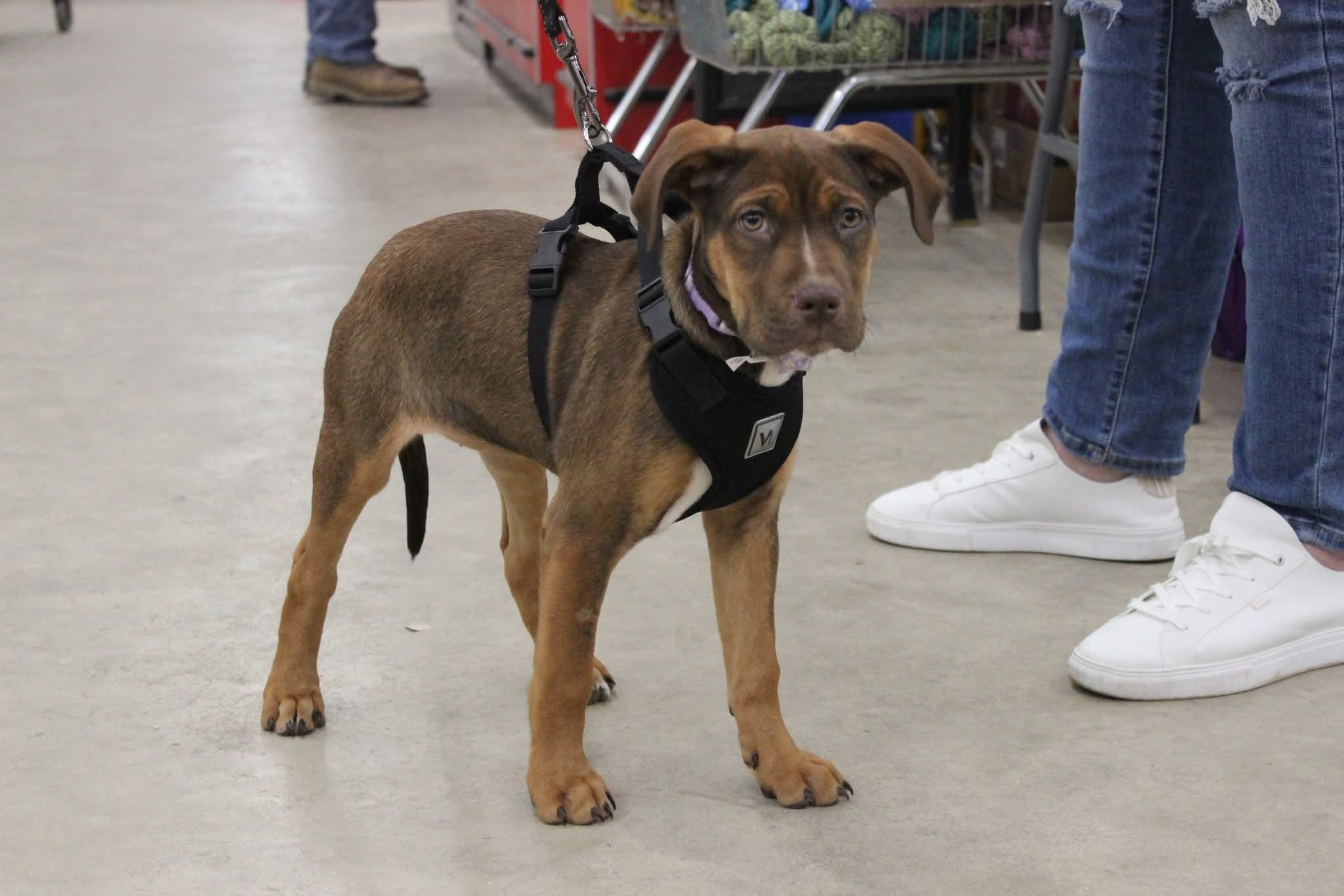 Ruby, ADOPTABLE, Puppy Female Pit Bull Terrier & Coonhound.