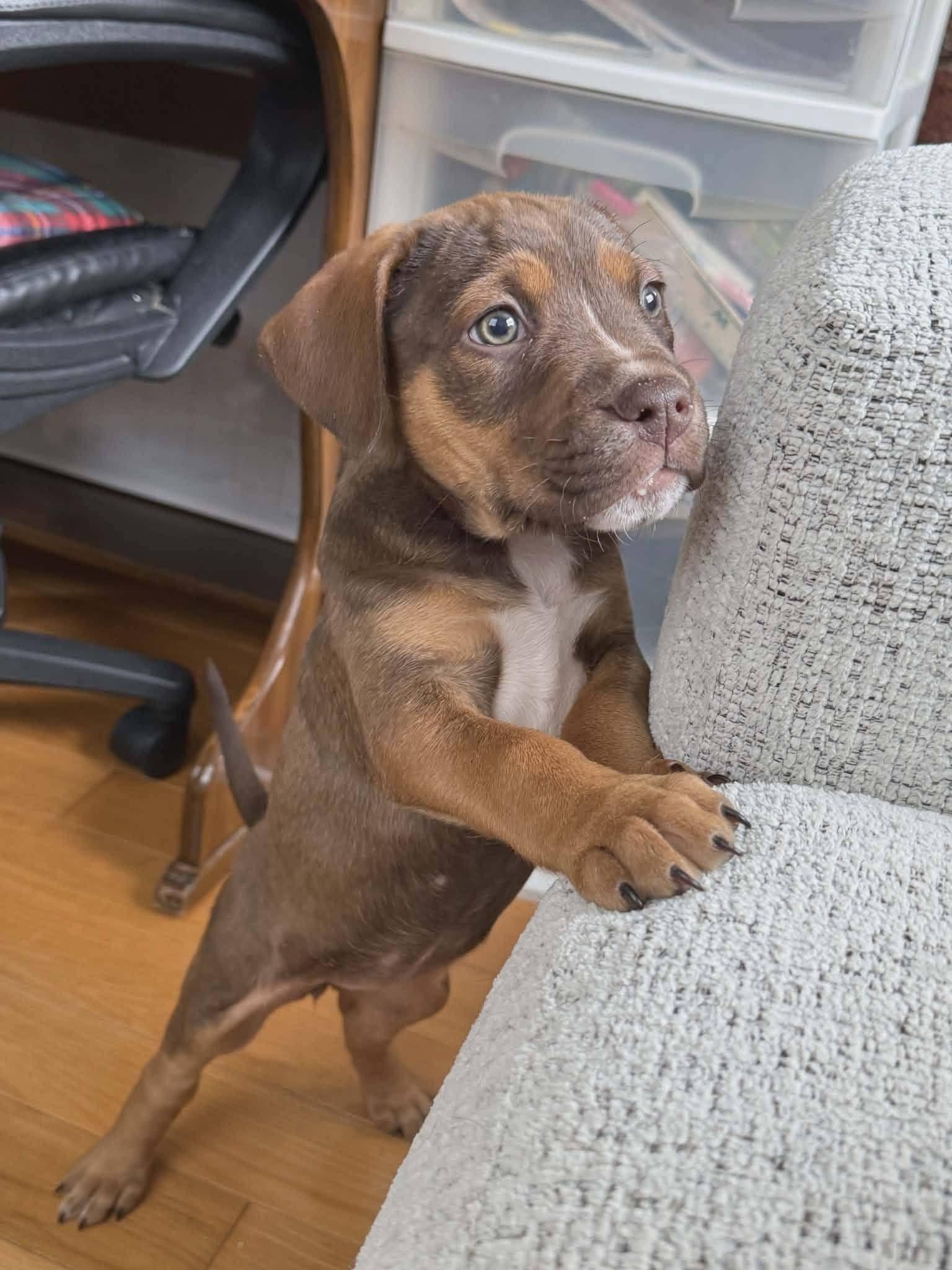 Enlarge Ruby, a ADOPTABLE mixed breed in Huntington, WV image 6/6