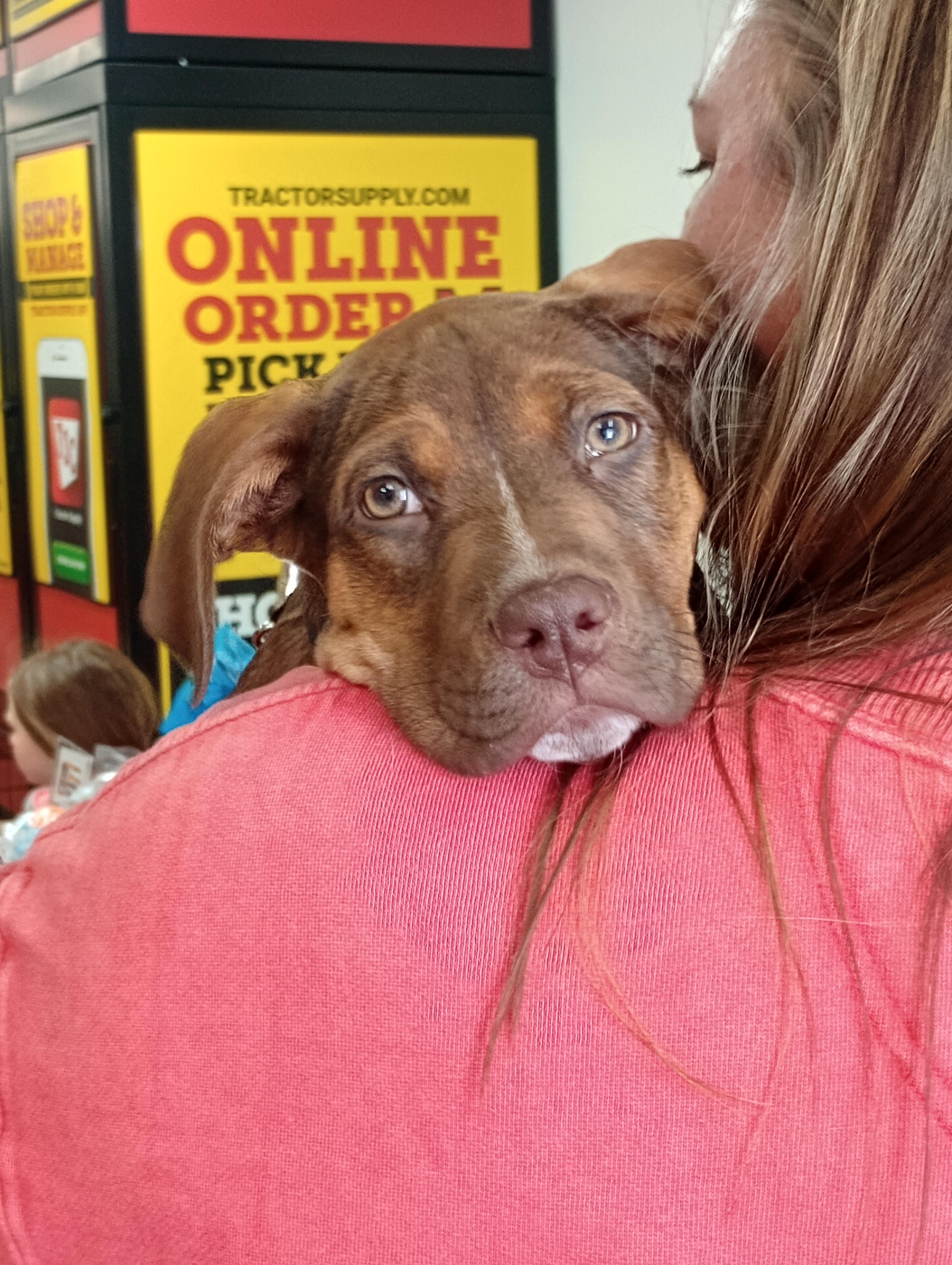 Enlarge Ruby, a ADOPTABLE mixed breed in Huntington, WV image 4/6