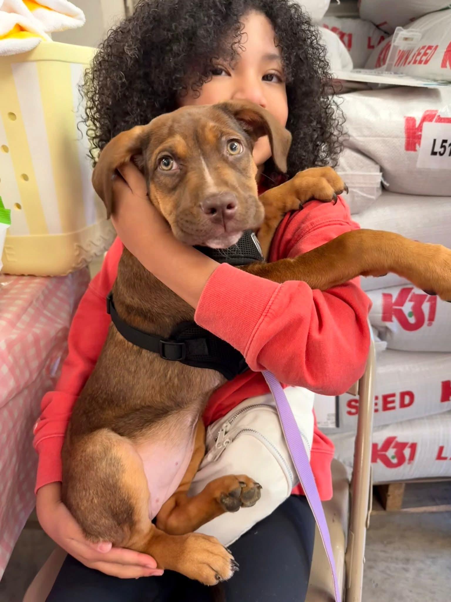 Enlarge Ruby, a ADOPTABLE mixed breed in Huntington, WV image 5/6