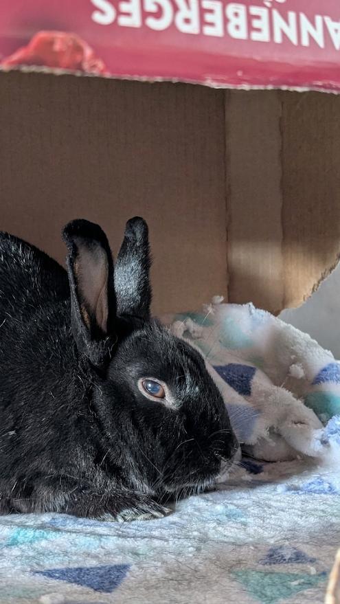 Espresso, adoptable, Adult Female Bunny Rabbit.