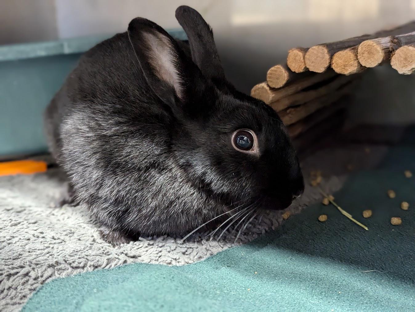 Espresso, Adoptable, Adult Female Bunny Rabbit.