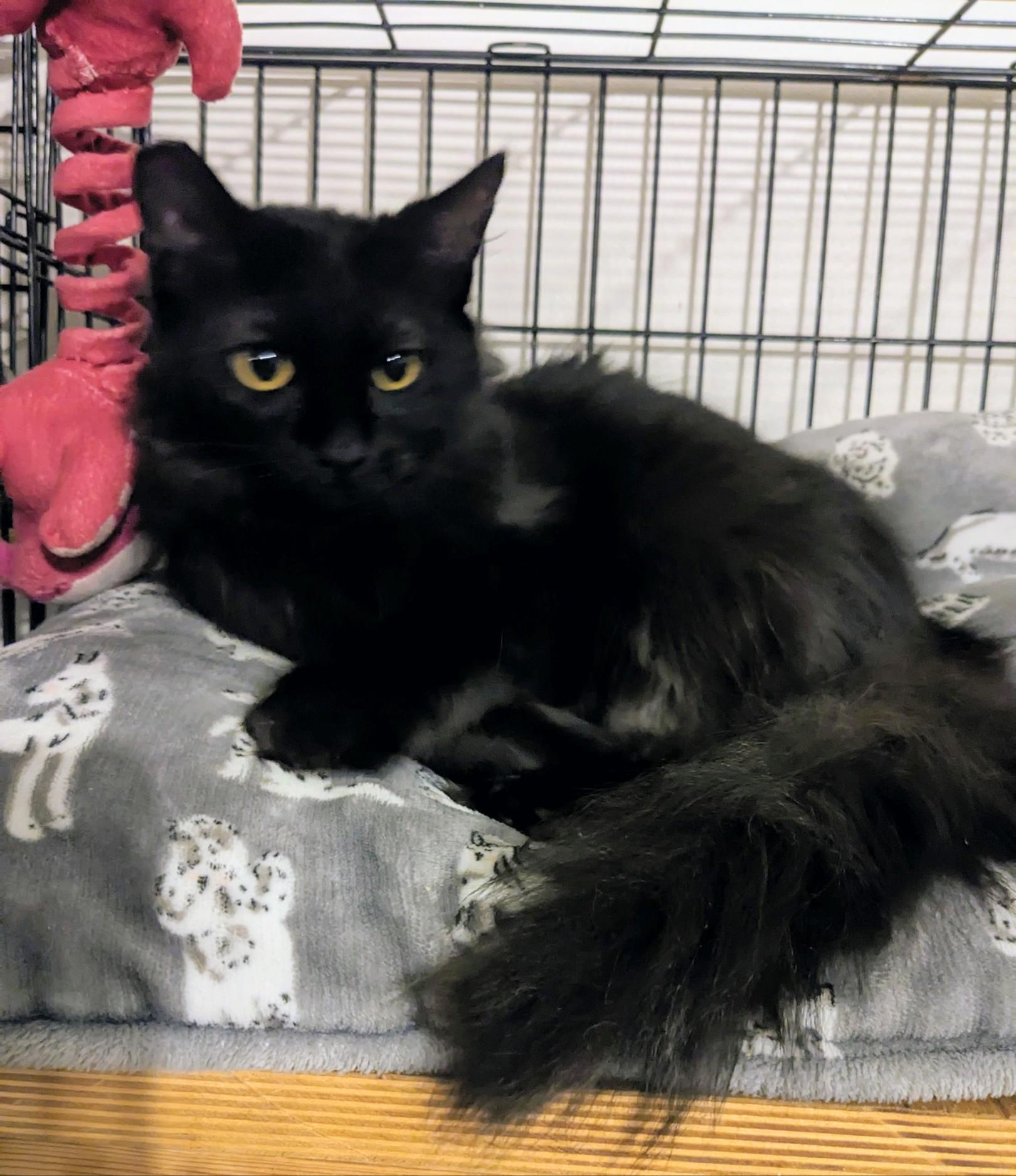 Enlarge Alexander, a ADOPTABLE Domestic Medium Hair in Metairie, LA image 1/4