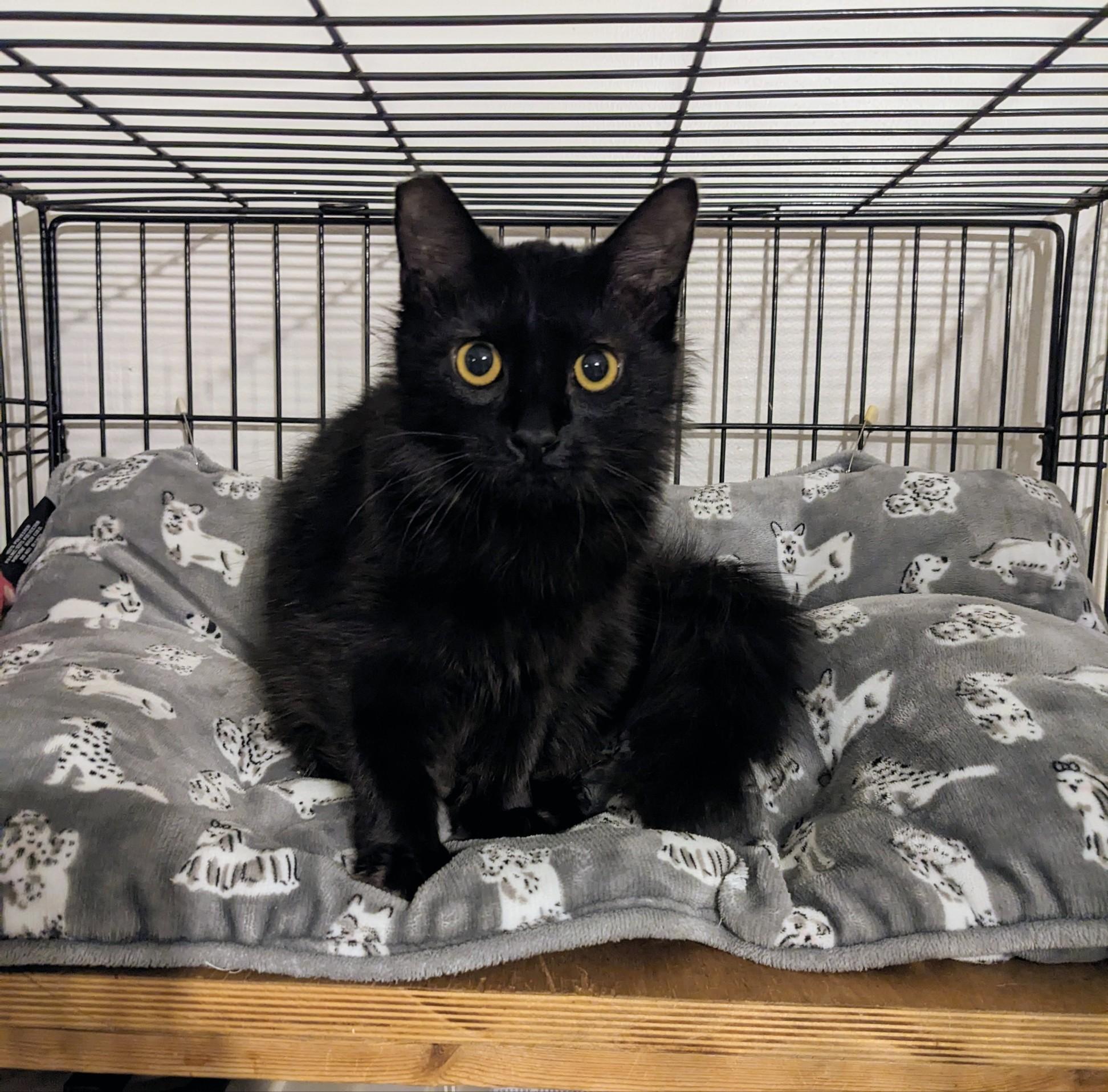 Enlarge Alexander, a ADOPTABLE Domestic Medium Hair in Metairie, LA image 2/4