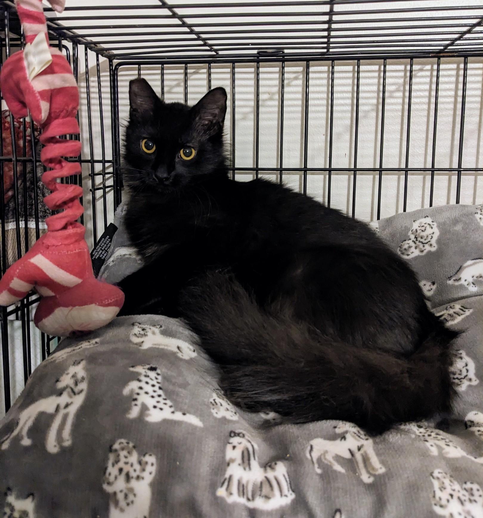 Enlarge Alexander, a ADOPTABLE Domestic Medium Hair in Metairie, LA image 4/4