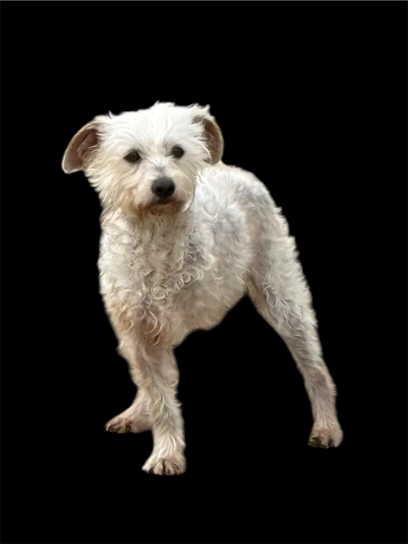 Enlarge Salty, a Adoptable mixed breed in Nerstrand, MN image 3/3