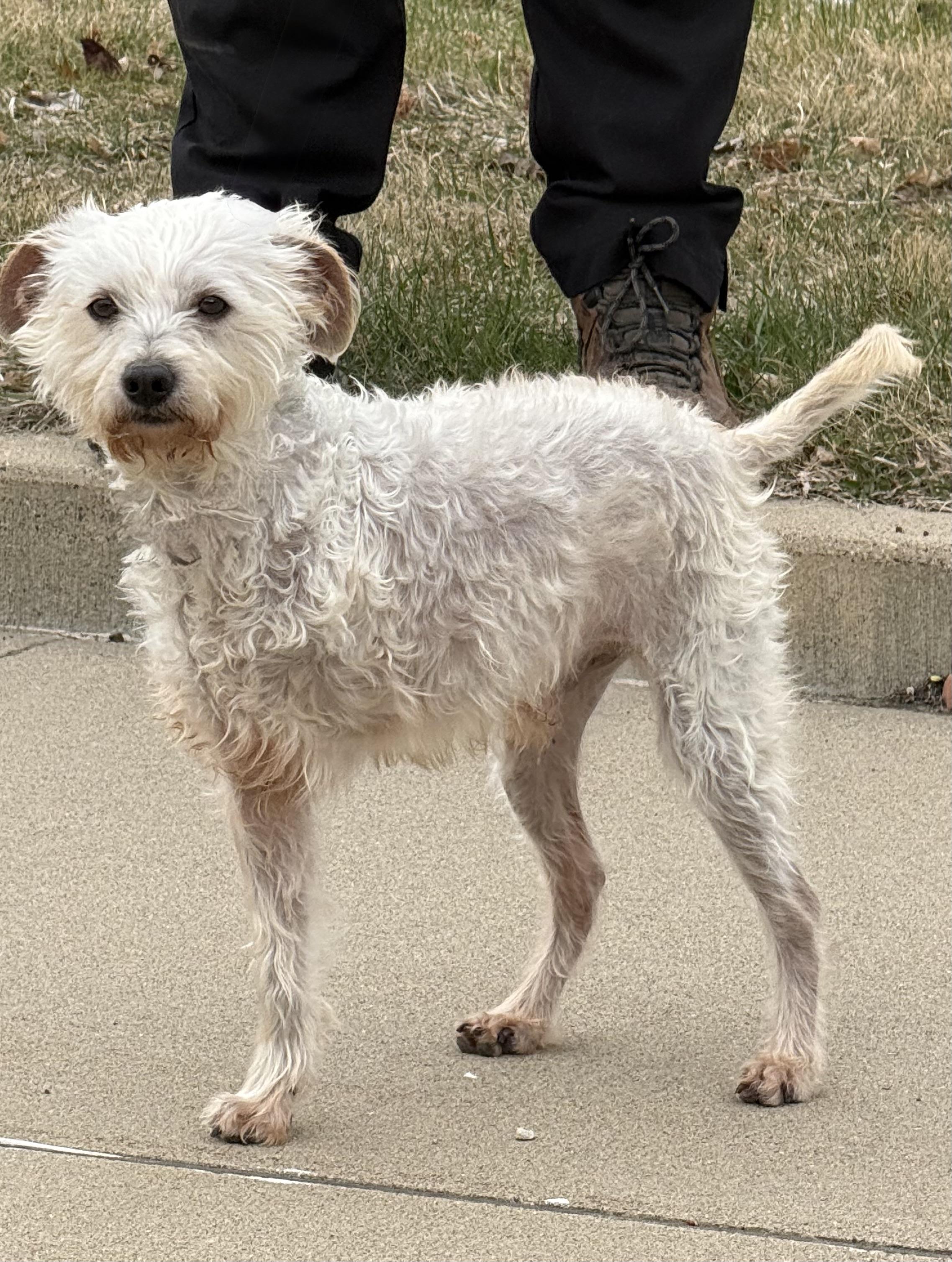 Salty, a Adoptable mixed breed in Nerstrand, MN image 4/5