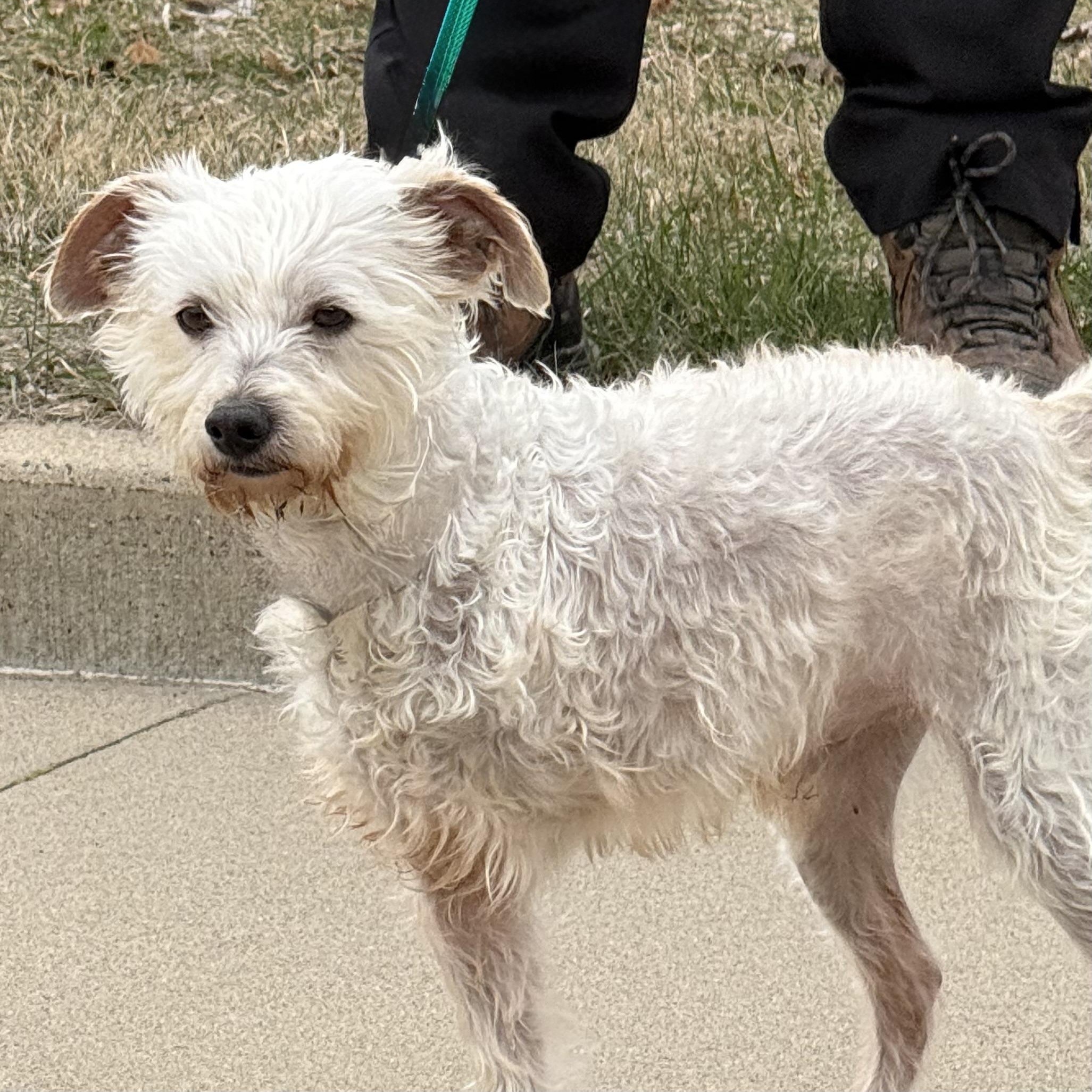 Salty, Adoptable, Adult Male Wheaten Terrier & Schnauzer.