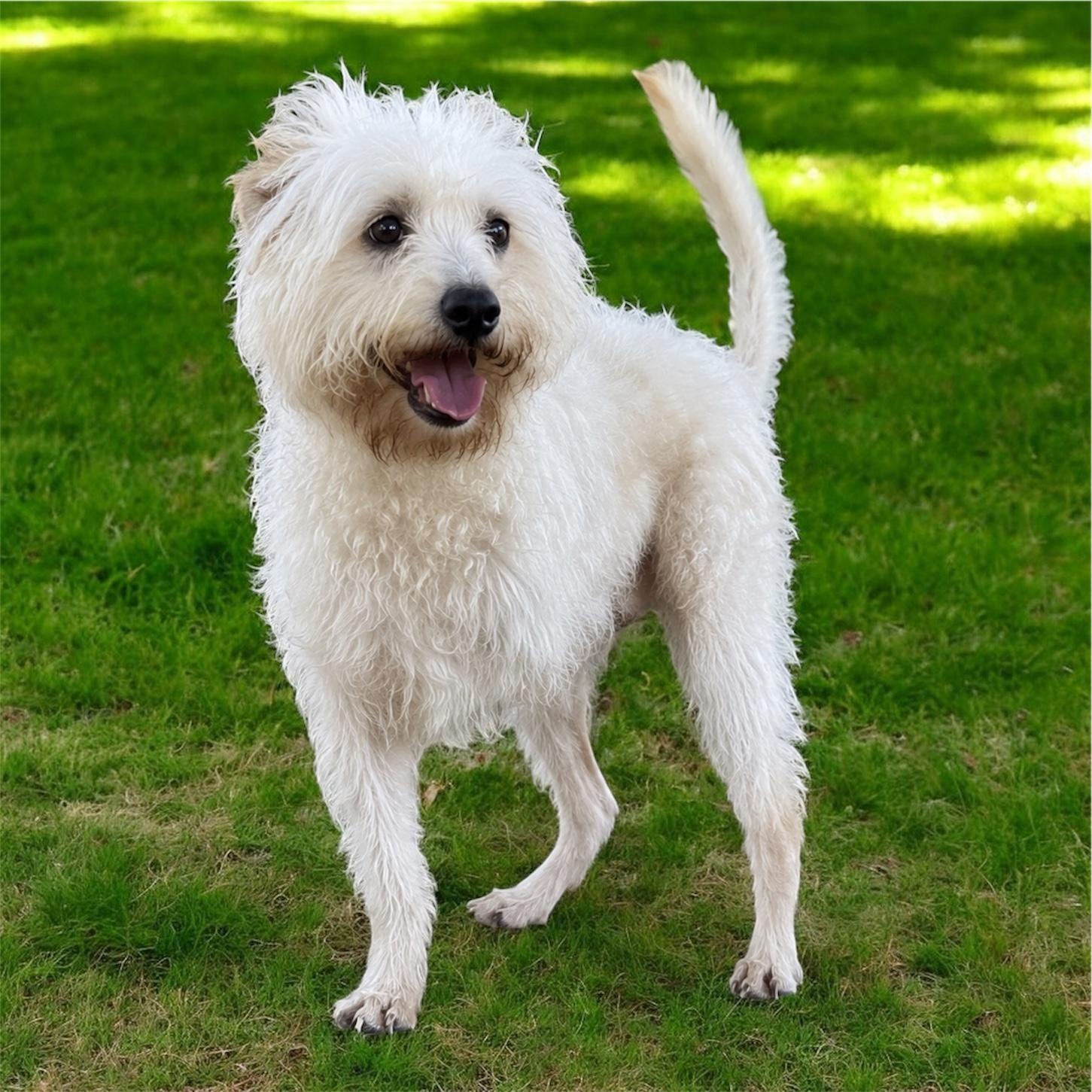 Salty (DNA tested), a Adoptable mixed breed in Nerstrand, MN image 1/5