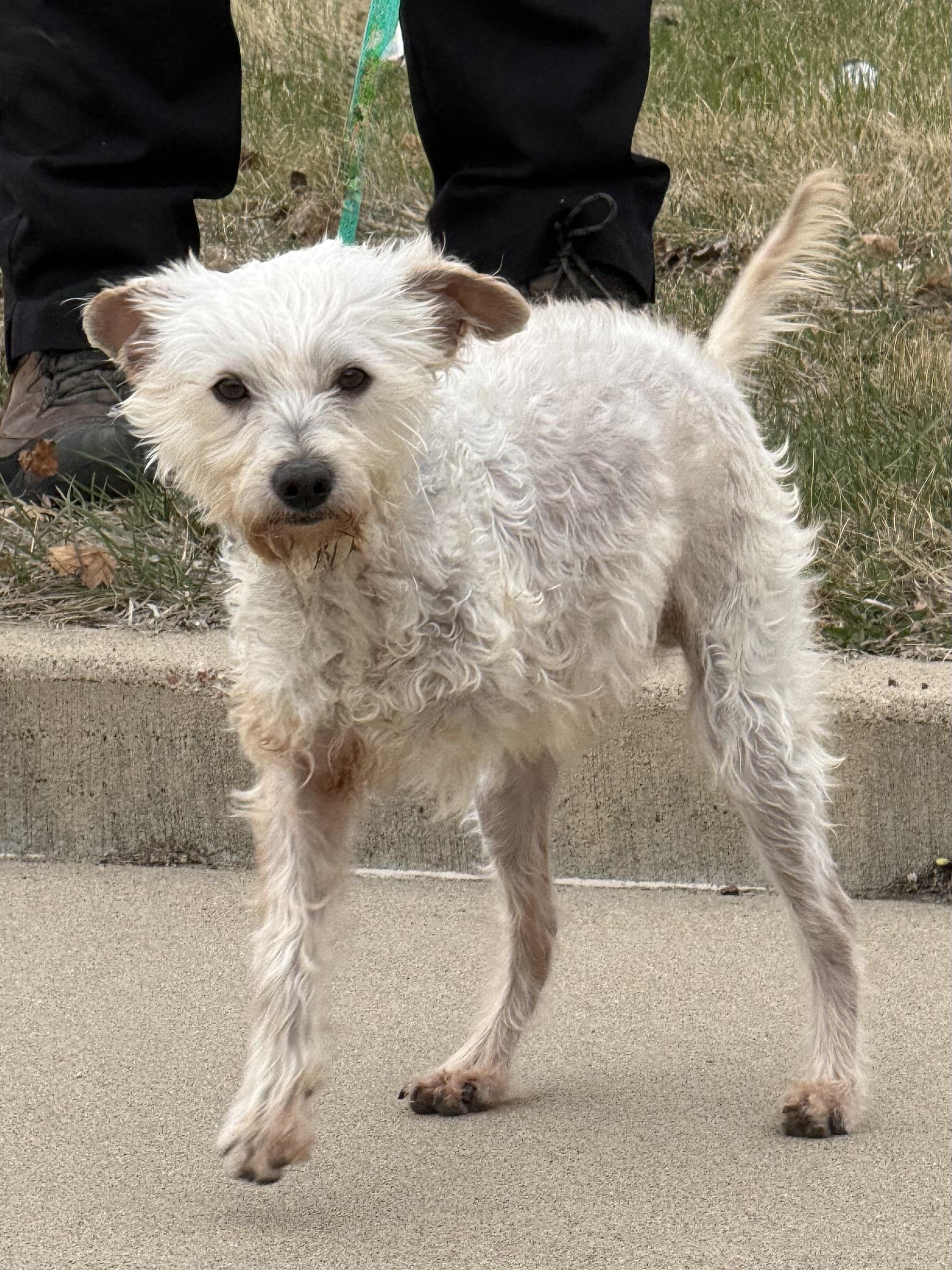 Salty, a Adoptable mixed breed in Nerstrand, MN image 5/5