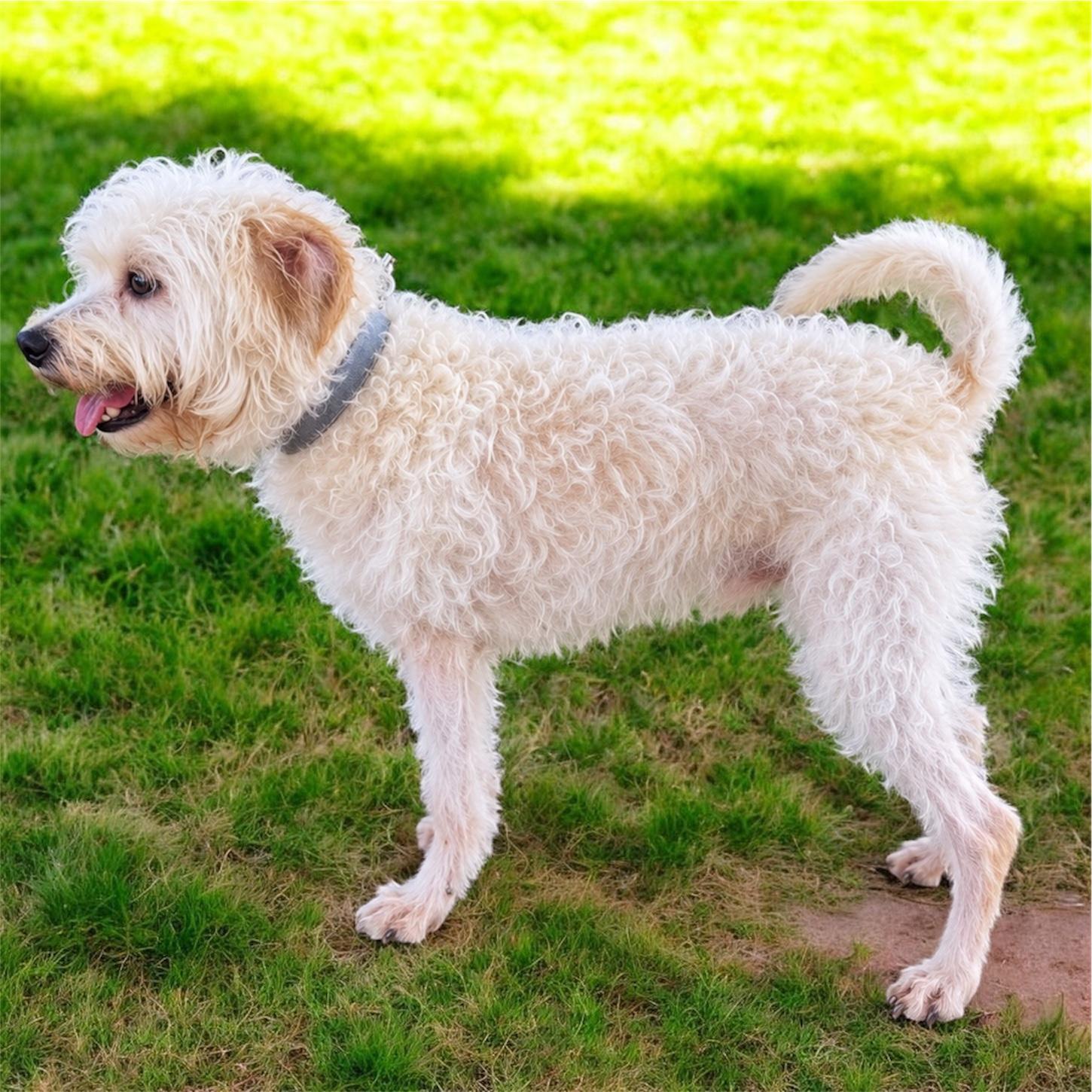 Salty (DNA tested), a Adoptable mixed breed in Nerstrand, MN image 2/5