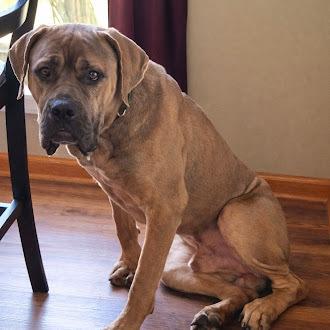 Gumby, Adoptable, Young Male Cane Corso.