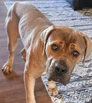 Enlarge Gumby, a Adoptable Cane Corso in Oswego, IL image 3/5