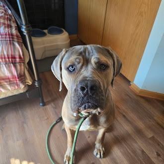 Enlarge Gumby, a Adoptable Cane Corso in Oswego, IL image 4/5