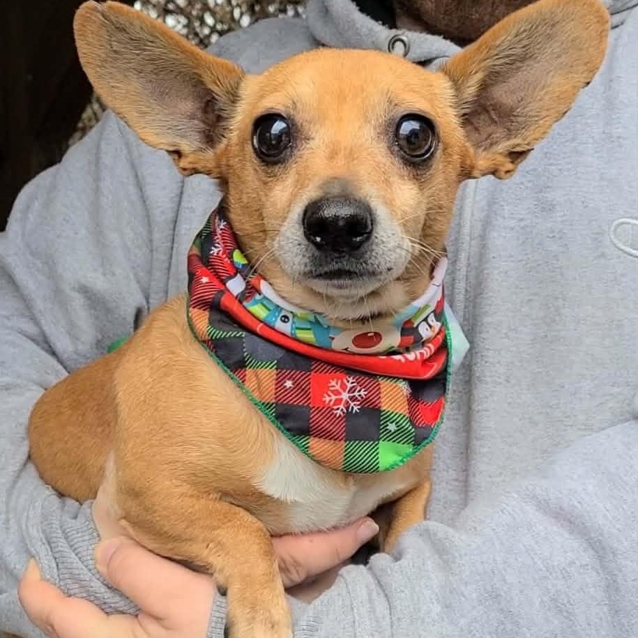 Leo, ADOPTABLE, Adult Male Dachshund.