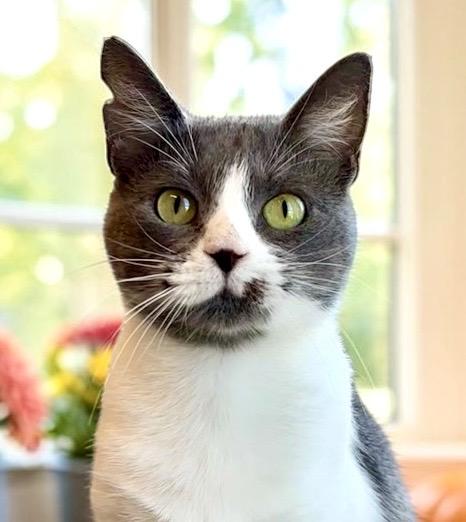 Enlarge Sasha, a Adoptable Domestic Short Hair in Perry, IA image 5/5