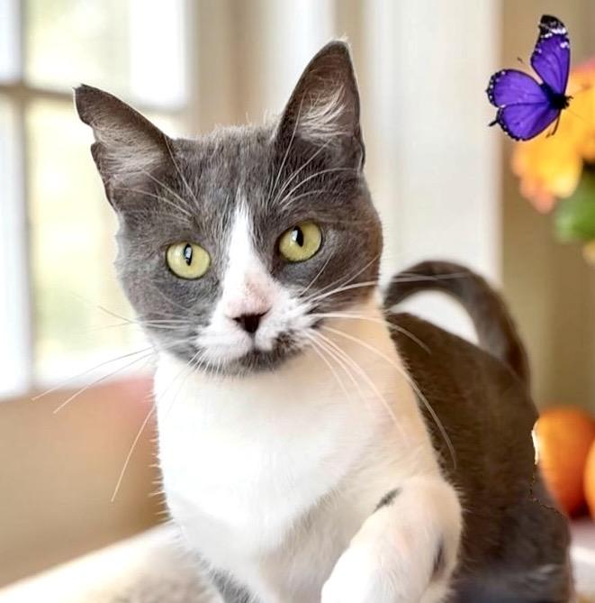 Sasha, Adoptable, Young Female Domestic Short Hair.